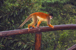 Lapa Rios - Monkeys in the Rainforest