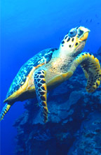 Port of Call - Grand Cayman, Cayman Islands